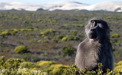 Male baboon in fynbos